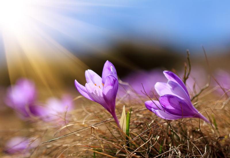 These crocuses bathing in rays of sun make us yearn for Spring.