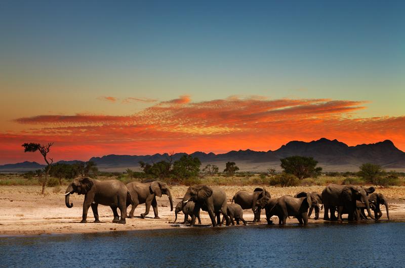 Elephants in African Savana at sunset