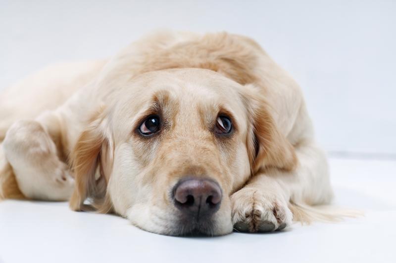 Dogs can suffer from depression, anxiety and other mental health disorders.