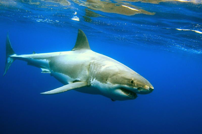 The great white shark population is growing in the waters off the NY and NJ coasts.