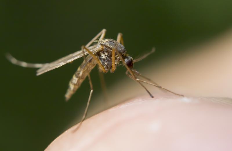 Zika is the latest mosquito-borne illness to spread. It is not lethal, but researchers are investigating possible links to birth defects.