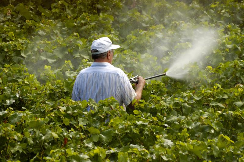 A farmer sprays pesticides on grape vines.