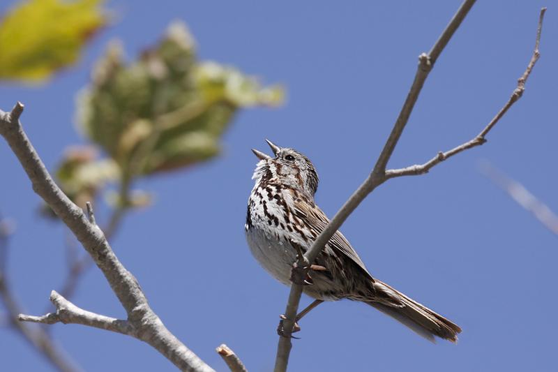 Song Sparrow.