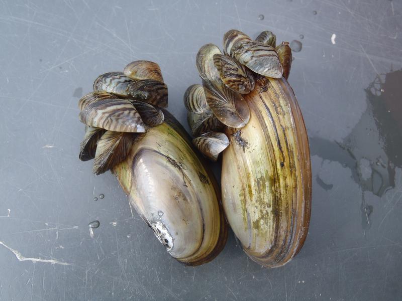 Invasive Zebra Mussels Smothering Native Mussels