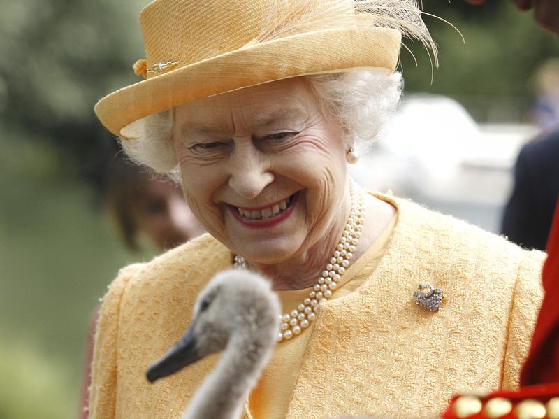 In Britain, Who's Tormenting The Queen's Swans? Morning Edition WNYC