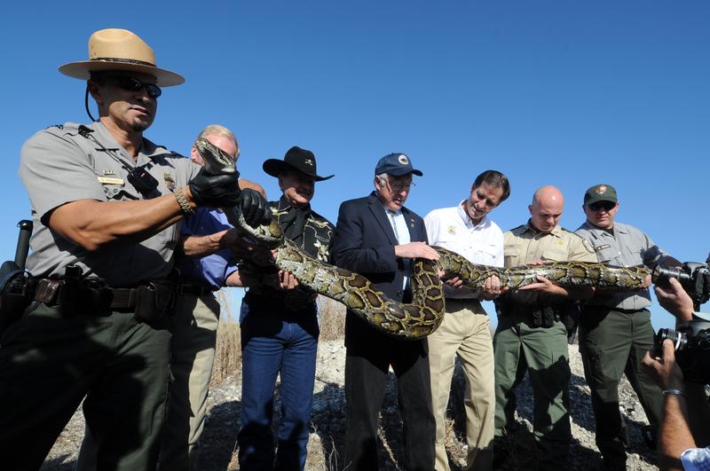 A giant Burmese python being held by Dan Ashe (USFWS Director), Ken Salazar (Secretary of the Department of the Interior), Senator Bill Nelson, and others, in Florida, January 2012.