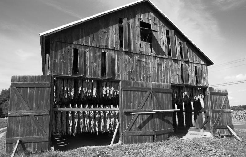 Tobacco, hanging in a barn