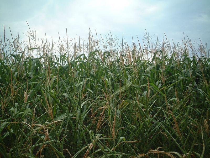 corn field