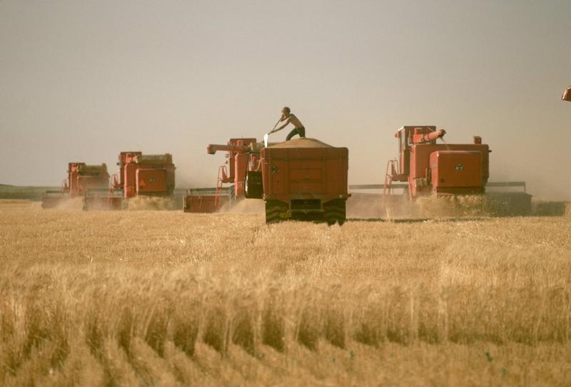A member of a custom harvest crew works on a grain truck full of newly harvested wheat.