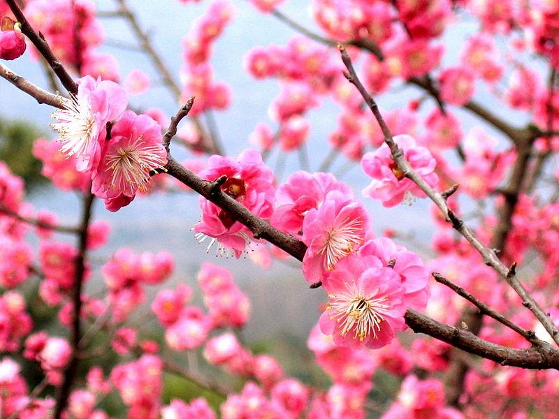 Plum blossoms in Nanjing, China.