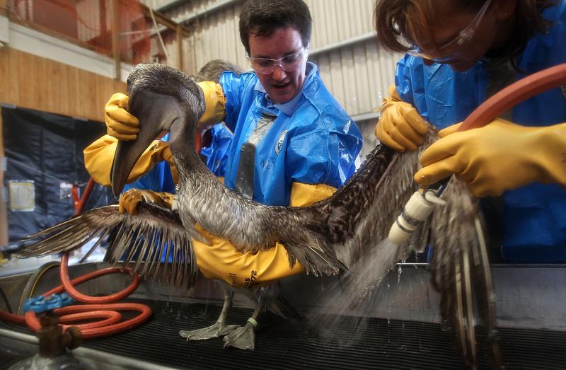 Veterinarians clean an oil-covered brown pelican at the Fort Jackson Wildlife Rehabilitation Center on May 15, 2010 in Buras, Louisiana. The bird was rescued from Grand Isle two days before.