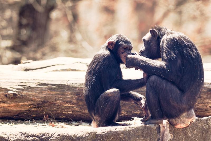 The evolutionary roots of gratitude run deeper than with just homosapiens. Primatologists note that the gratitude that chimpanzees show is natural and ingrained as part of their culture.