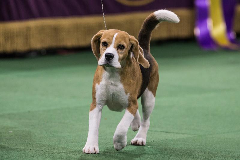 Miss P, a 15 inch beagle from the hound group, is shown by William Alexander before winning the Best in Show award of the Westminster Kennel Club dog show on February 17, 2015 in New York City.