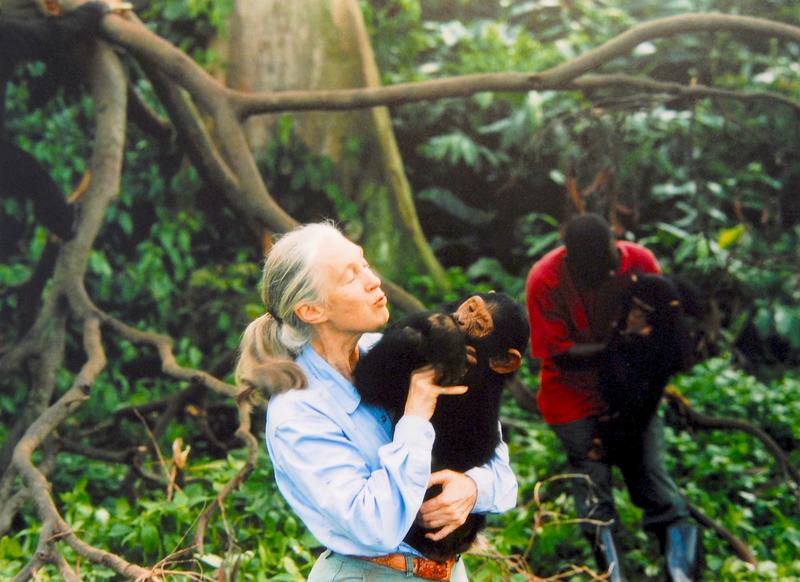 Jane Goodall, English primatologist, ethologist, and anthropologist, with a chimpanzee in her arms, c. 1995