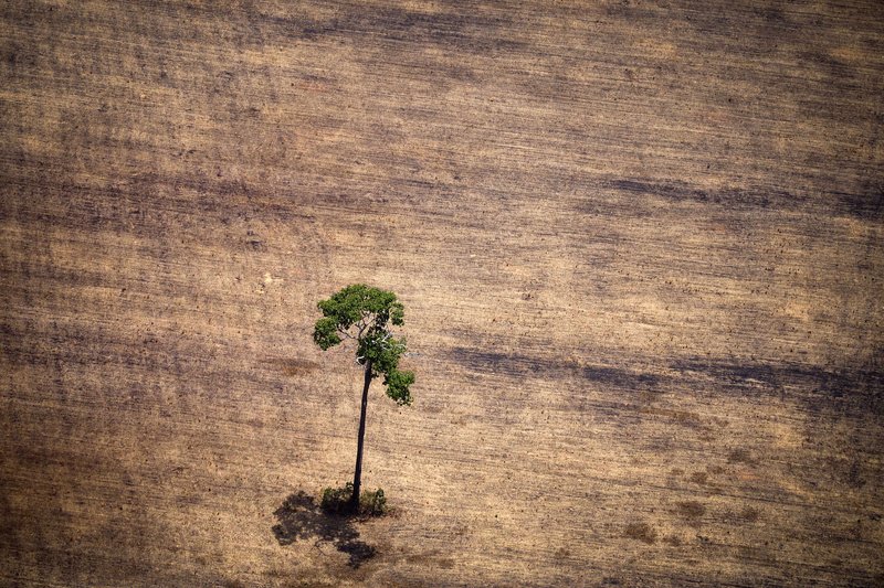 View of a tree in a deforested area in the middle of the Amazon jungle during an overflight by Greenpeace activists over areas of illegal exploitation of timber. October 14, 2014