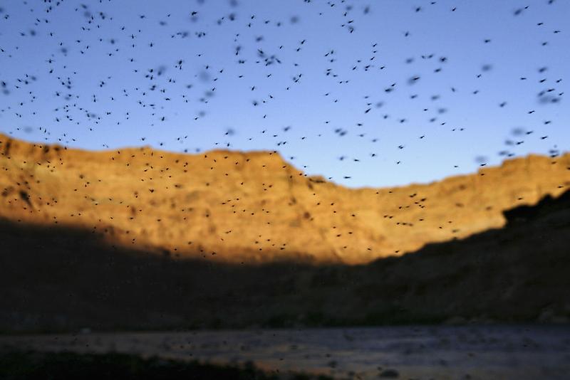 A cloud of mosquitoes over the Colorado River.