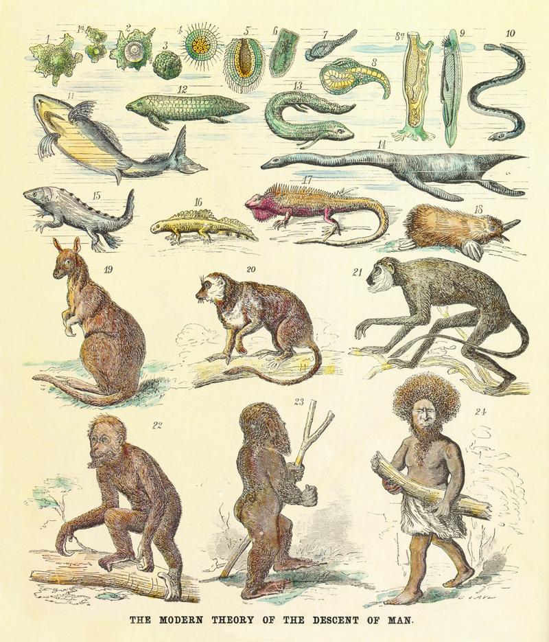 The modern theory of the descent of man, by Ernst Haeckel, published in Anthropogenie oder Entwicklungsgeschichte des Menschen (The Evolution of Man),1874.