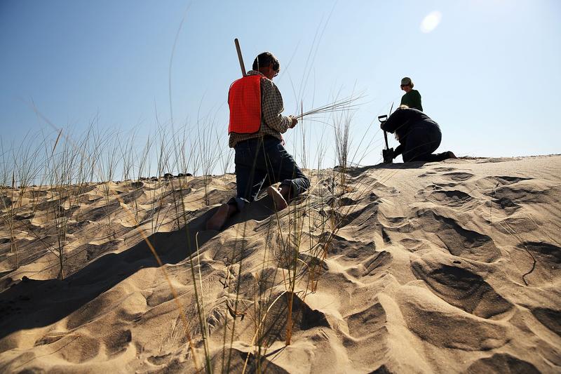 Residents plant beach grass on protective sand dunes in the Breezy Point neighborhood on the one-year anniversary of Hurricane Sandy.