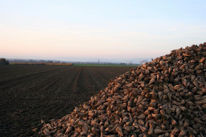 Sugar Beets immediately after harvest