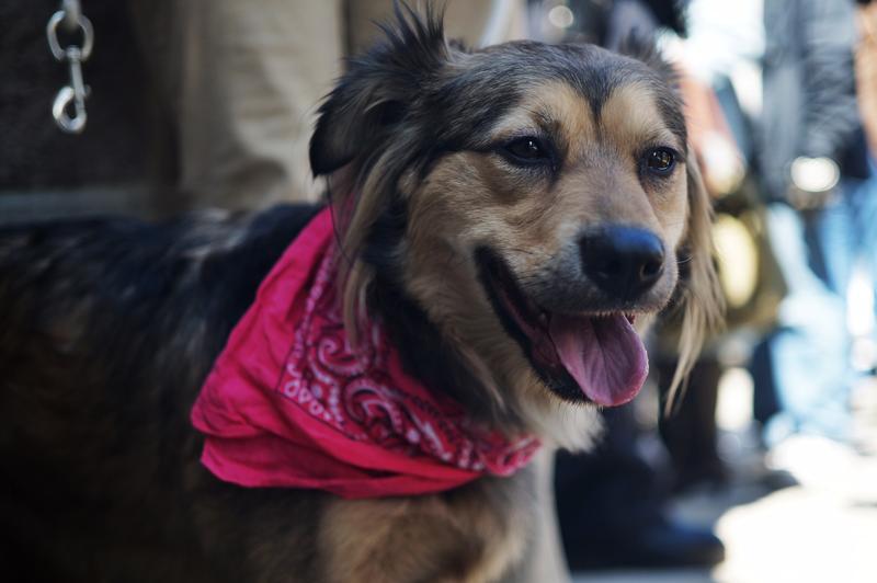 Tie, a dog rescued from Metro-North tracks in Harlem