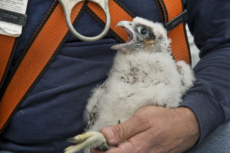 A peregrine falcon chicks banded atop the Verrazano-Narrows Bridge.