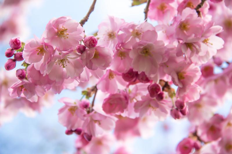 Cherry Blossom