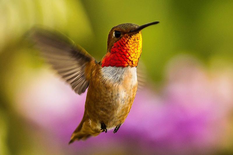 Allen's Hummingbird