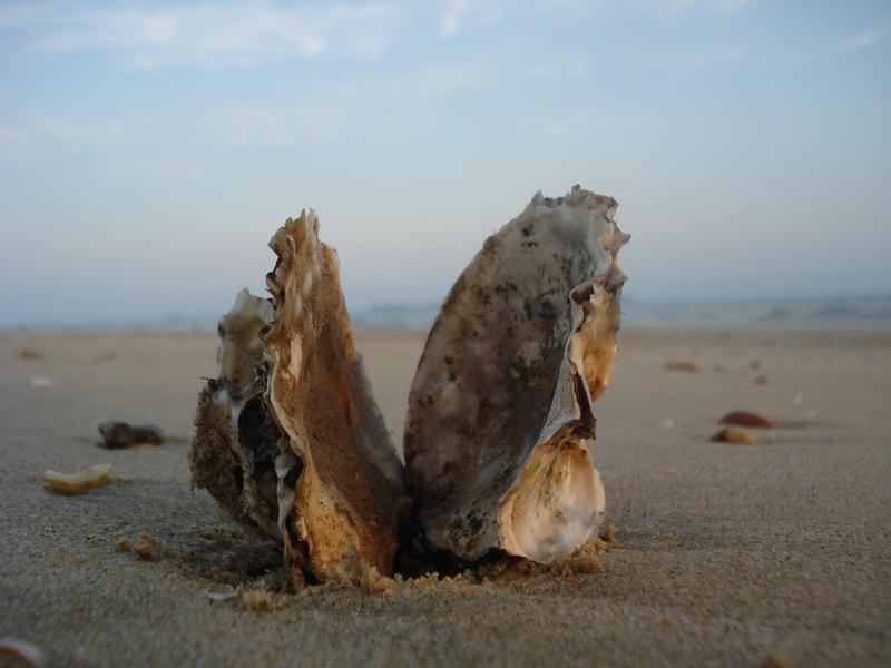 Oyster Shell
