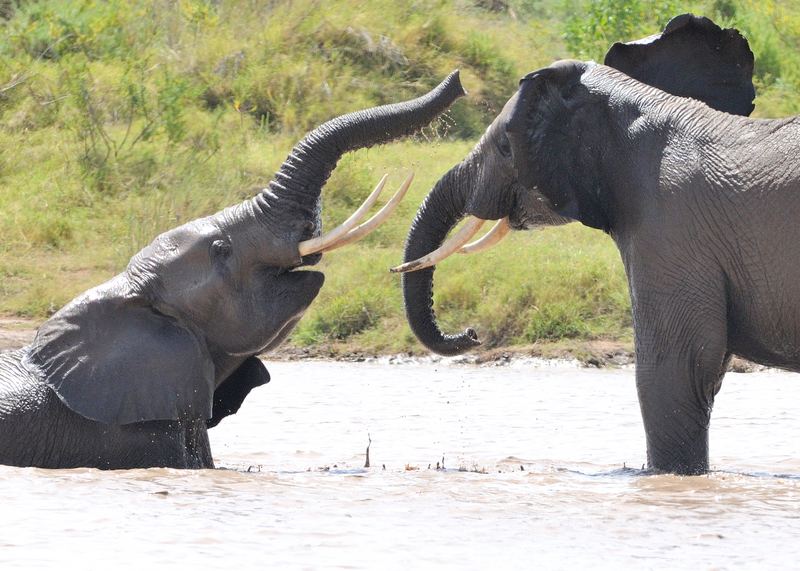 An Elephants society in Amboseli National Park, Kenya