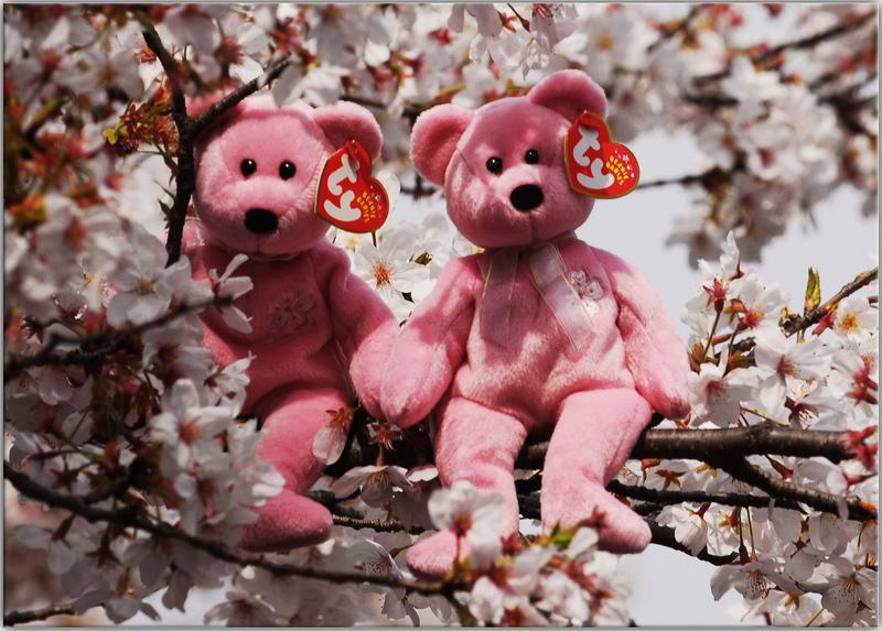 Two Beanie Babies in a cherry tree in Ueno Park, Japan