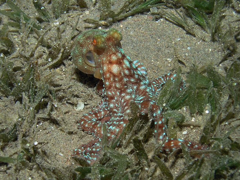 A White Spotted Octopus hunting for molluscs and crabs in the sea grass at night in Aqaba Marine Park.