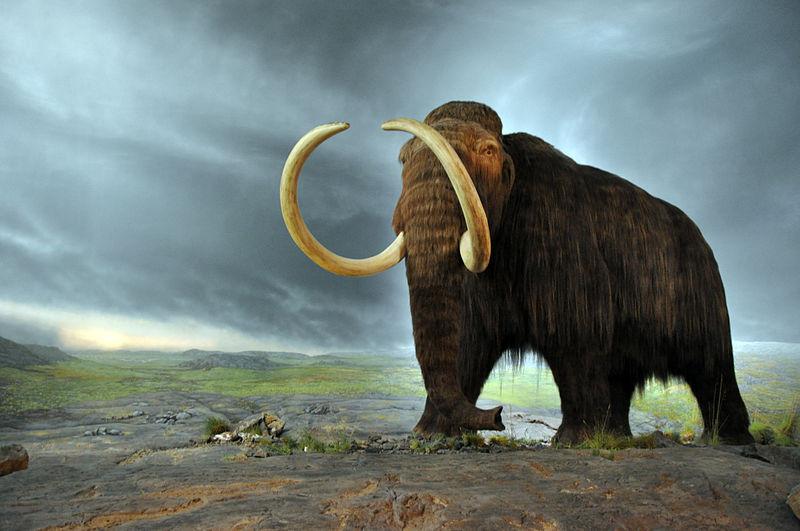 Woolly Mammoth model in the Royal BC Museum in Victoria (Canada).