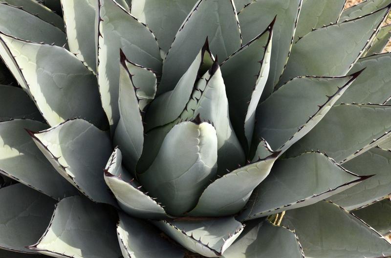 Agave