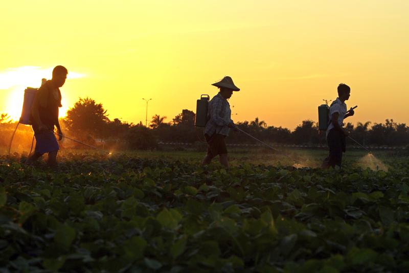 Farmers spray pesticide over peas on a farm during sunset in Naypyitaw, Myanmar, on Tuesday, Dec. 6. 2016.