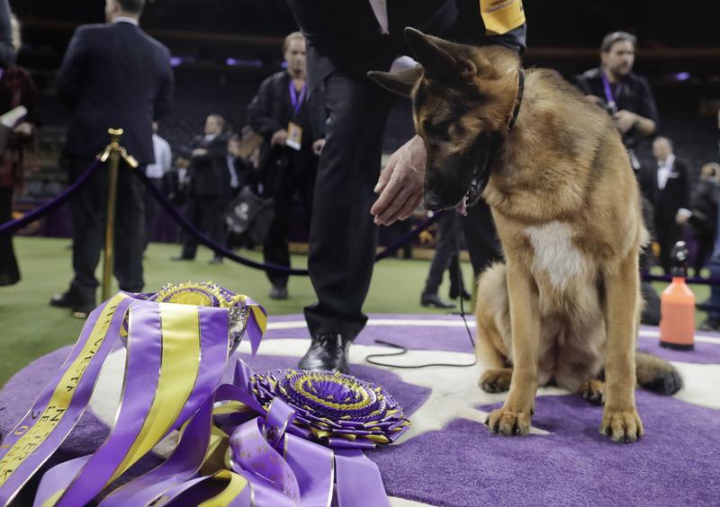 Who's a good girl? It's Rumor, who won Best in Show at the 141st Westminster Kennel Club Dog Show on Tuesday night.