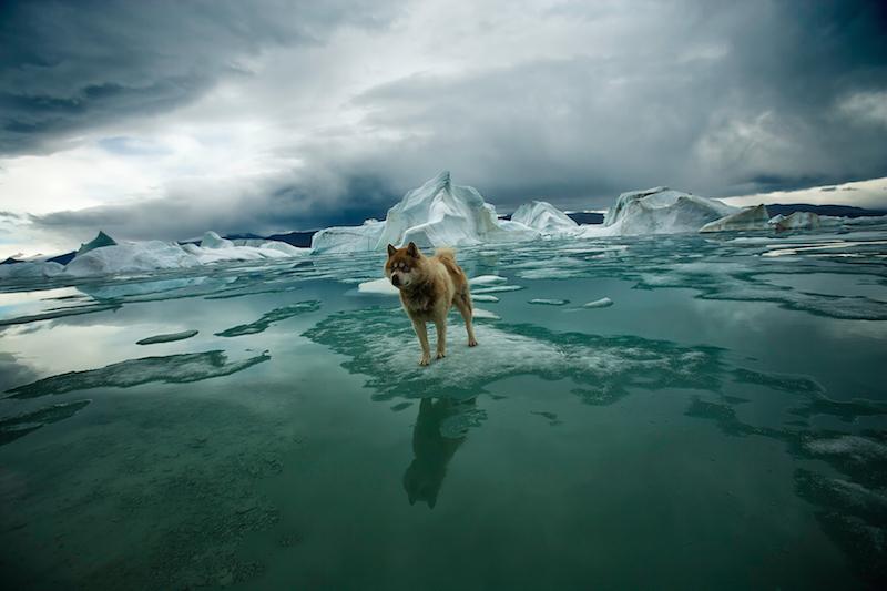 A dog may not be the best defense against bears, but they provide early warning. Ellesmere Island, 2008