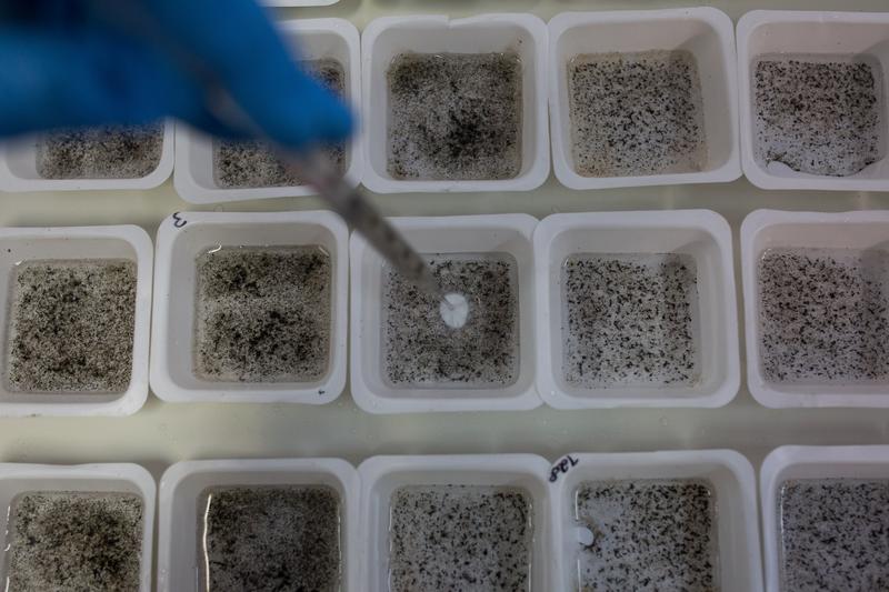 A biologist works with genetically modified mosquitoes on February 11, 2016 in Campinas, Brazil.