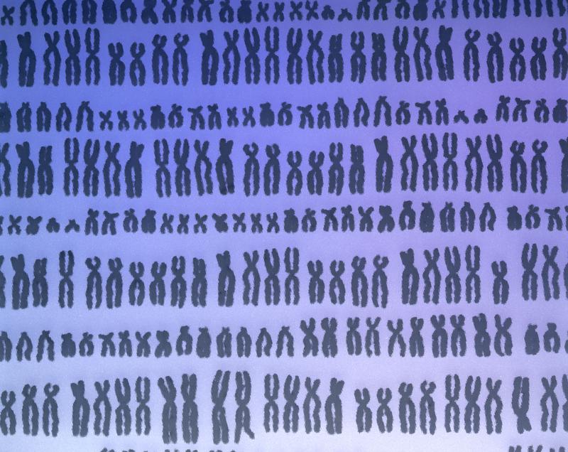 A repeated pattern of the 23 pairs of human chromosomes from the 'Who Am I?' gallery at the Science Museum in London.