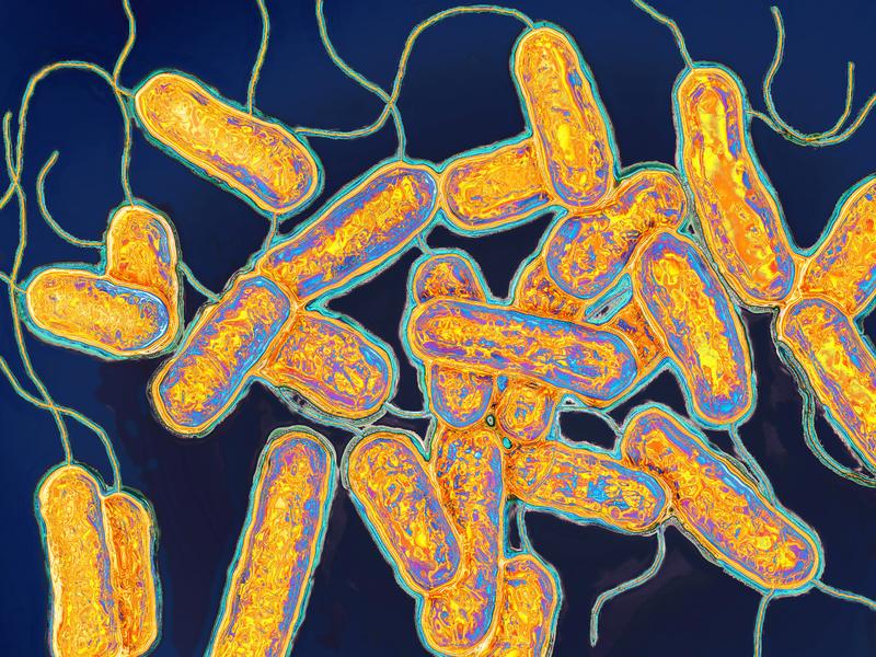 Legionella pneumophila is the bacterium responsible for Legionnaires disease
