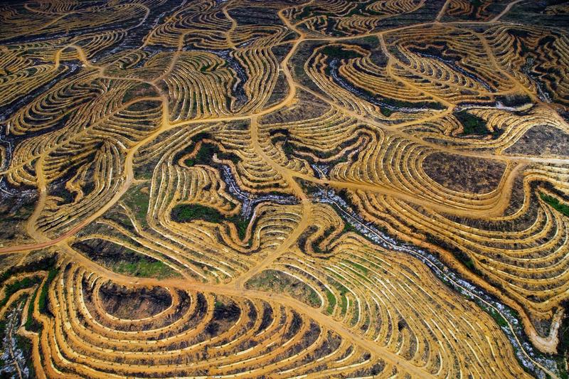 Increasing demand for biofuels is linked to increased deforestation as native habitat is converted to palm oil production.