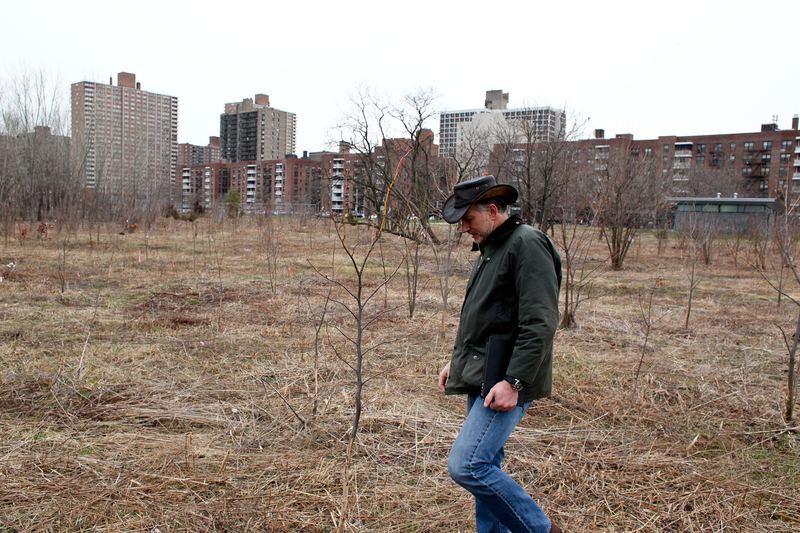 Rich Hallett with the U.S. Forest Service examining trees damaged by rats in Kissena Corridor Park, Queens in April 2014.