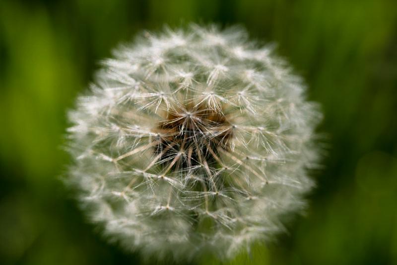 On this week's Please Explain, we explore allergies, their causes and how to treat them.