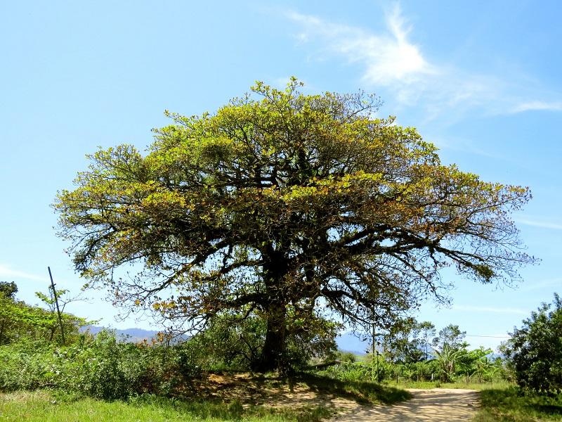 The author in Idra Novey's novel climbs an almond tree and disappears.
