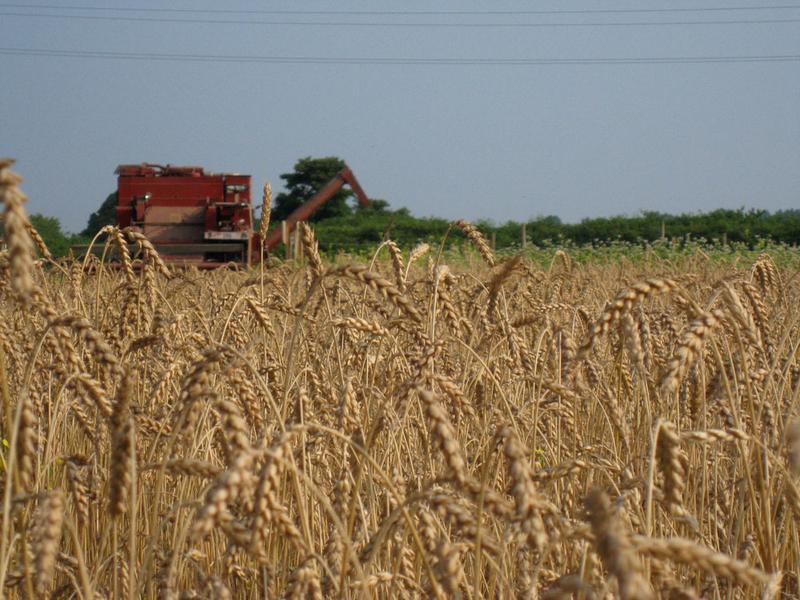 Amber Waves Farm