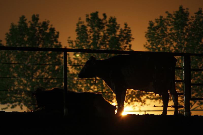 Dairy cattle lit from behind by the glow of gas being flared as waste from the Monterey Shale formation where gas and oil is extracted using hydraulic fracturing, March 22, 2014 near Buttonwillow, CA.