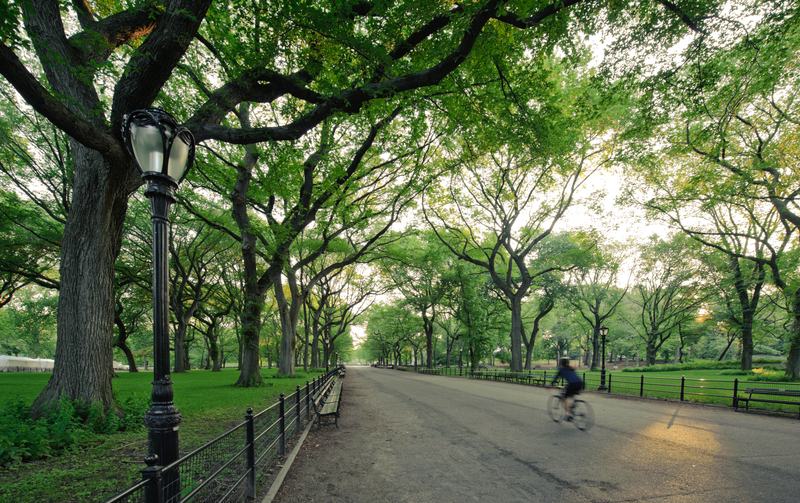 A bicyclist in Central Park (The Mall) in the morning.