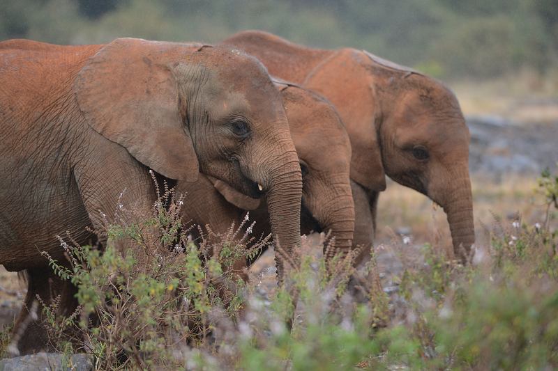 On World Elephant Day 2014, orphaned baby elephants at the David Sheldrick Elephant Orphanage, at the Nairobi National Park, in Nairobi, Kenya.