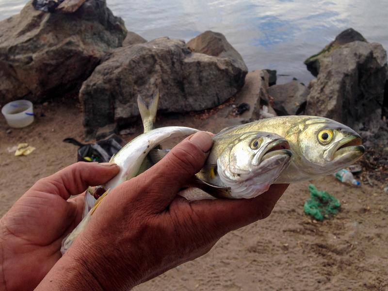 According to NJ fish consumption advisories, it's safe for men to eat one, eight-ounce catfish from the Newark Bay per year, and nothing from the Lower Passaic.