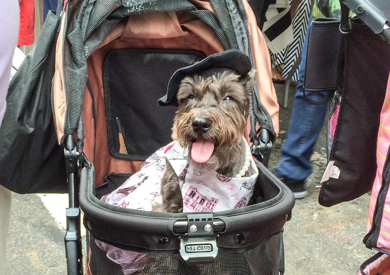 The only Bastille Day photo you'll ever need -- a dog in a stroller, wearing a beret.