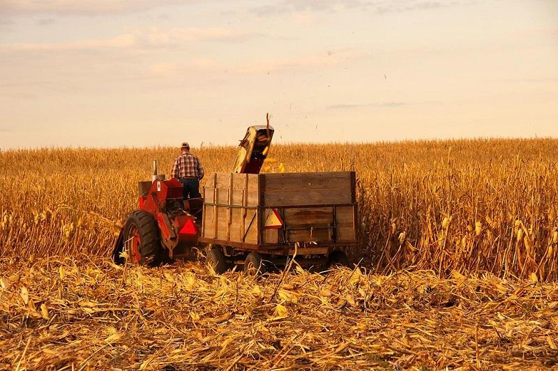 A farmer using an IHC corn picker and trailer, Story County, Iowa, USA.